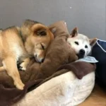 【柴犬うーちゃんのしあわせ散歩】老犬ホーム・ペットホテルゆるやか